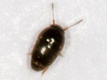 Acrotriches sitkaensis